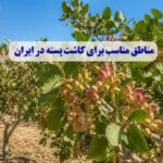 مناطق مناسب برای کاشت پسته در ایران مناطق مناسب برای کاشت پسته در ایران